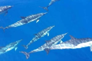 Walvis- en dolfijnensafari – Los Gigantes (3 uur)