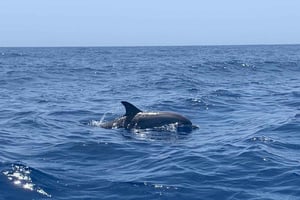 Luxury EcoMarine Safari – Wal- und Delfinbeobachtungsabenteuer