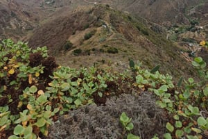 Private Tour Tenerife: Anaga, Taganana, Benijo & La laguna