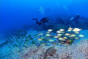 Radazul: Wycieczka nurkowa w zatoce Radazul z napojami