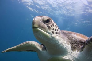 サン ミゲル デ アボナ：2 ダイブ パッケージ