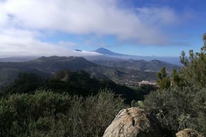 Santa Cruz de Tenerife: 2-godzinna piesza wycieczka po lesie Anaga