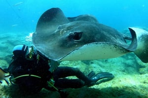 Scuba Diving trips for Certified Divers in Tenerife
