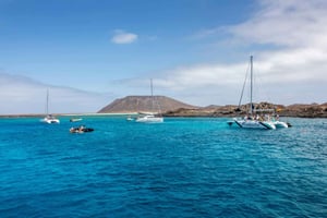 Teneryfa: rejs katamaranem z wielorybami i delfinami tylko dla dorosłych