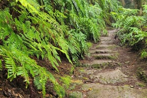 Tenerife, Serra de Anaga: caminhada circular na floresta de louros - pequeno grupo, máximo de 10 pessoas