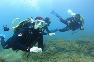 Teneriffa: Upptäck scubadykning med gratis foton