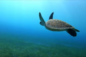 テネリフェ島 エル・メダーノ：ダイビング洗礼式