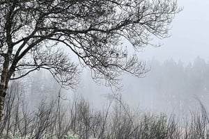 Teneriffa: Reitausflug im Wald