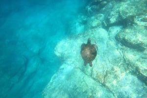 Tenerife: Kajakzeesafari met snorkelen en snacks