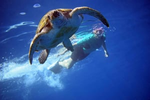 Teneriffa: Kajakfahren und Schnorcheln mit Schildkröten, Delfinen & Videos
