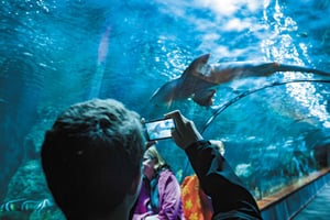 Von Teneriffa Süd: Loro Park Zoo Ticket & Hotel Transfers