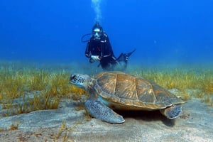 Tenerife: Dykkerlektion og dyk i det beskyttede område Abades