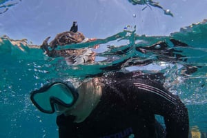 Teneriffa: Puerto Colon Schnorchelsafari mit dem Schnellboot