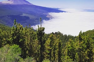 Tenerife: Teide National Park and Dolphins Sailboat Tour