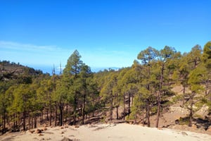 ワウファクターウォーク