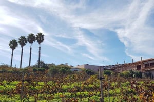 Долина Тегуэста: Винный тур с дегустацией на винодельне El Lomo