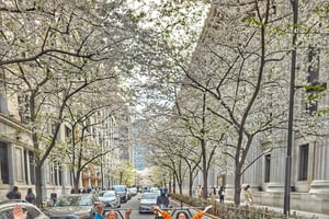 Passeio de Go-Kart Cherry Blossom com vídeo e fotos Insta360