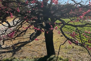 Sabores e serenidade: Tsukiji e jardim Hamarikyu em português