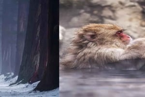 Ab Tokio: Private Tour nach Nagano mit Iglu-Dorf & Affen