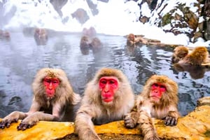 Da Tokyo: gita di 1 giorno al Parco delle Scimmie delle Nevi di Nagano e al Tempio Zenkoji
