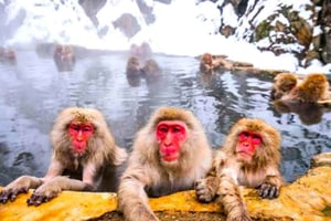 De Tóquio/Nagano: excursão privada ao Templo Zenkoji e ao Macaco da Neve.