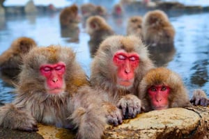 Из Токио или Нагано: Частная экскурсия на целый день в Парк Снежных Обезьян