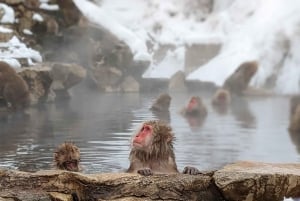 Au départ de Tokyo : Visite d'un jour du singe des neiges avec déjeuner de Sukiyaki de bœuf
