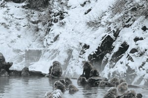 From Tokyo: Snow Monkey Park and Miso Production Day Tour