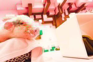 Harajuku : un mélange de tradition et de culture pop pour une visite en famille