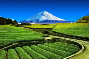 Cueillette de thé hivernal et fabrication de matcha traditionnel