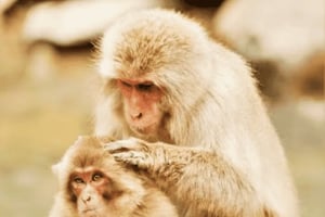 Nagano: Jigokudani Snow Monkey Park Private Tour