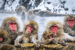 Nagano:Snow Monkey Zenkoji Temple Customizable Private Tour