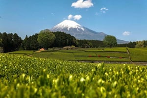 Tokyo: 3-Day Tea-Picking and Surfing in Shizuoka