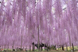 Tóquio: Parque de flores Ashikaga com ingresso