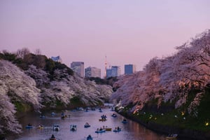 Tokio: spacer Chidorigafuchi Sakura wzdłuż Cesarskiej Fosa