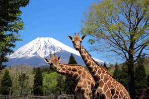 Tokyo:Customizable Private Day Trip to Mt.Fuji & Safari Park