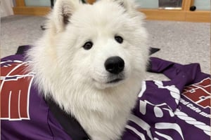 Tokyo Harajuku：30-Minute Samoyed Interaction Experience