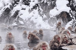 Tóquio: Viagem de um dia particular a Nagano com macacos da neve