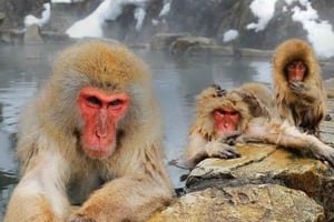 Tóquio: Viagem privada de um dia a Nagano com guia alemão