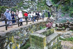 Tokyo: Nagano Zen Calligraphy, Tea Ceremony & Monkeys