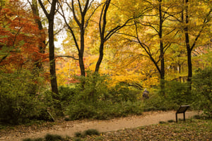 Passeio pela natureza em Tóquio: dos parques da cidade às ruas de néon