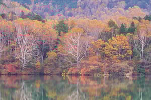 Tokio: Nikkon kulttuurillinen yksityinen päiväkierros täysin muokattavissa