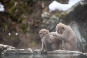 Tokyo: Private Nagano Zenko-ji & Snow Monkeys Day Trip