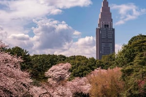 Tokyo: Shinjuku Gyoen Cherry Blossom Stroll (inträde ingår)
