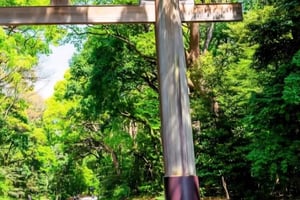 Tokio: Shinjuku Gyoen, Świątynia Meiji i Shibuya – zwiedzamy!