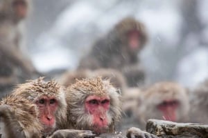 Tóquio: passeio particular de um dia com macacos da neve e Nagano