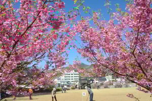 Tóquio: Passeio de um dia a Izu Ocidental