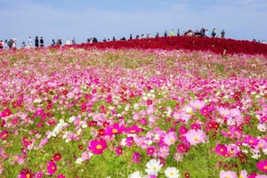 Wisteria Night Illumination & Nemophila dagstur från Tokyo