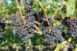 Wodospad Niagara, Kanada: całodniowa prywatna wycieczka po winnicy