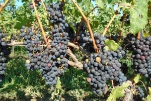 カナダ、ナイアガラの滝：終日プライベート ワイナリー ツアー